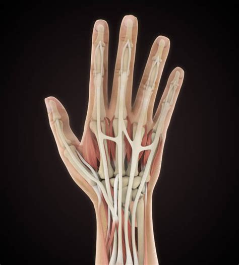 hand bone anatomy stock  pictures royalty  images