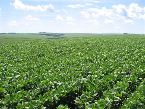 Agricultura Da Região Sul