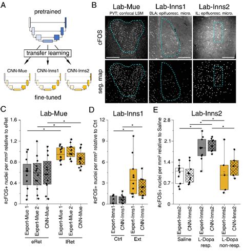 Transfer Learning Of Pretrained CNN Models To Independent Datasets With