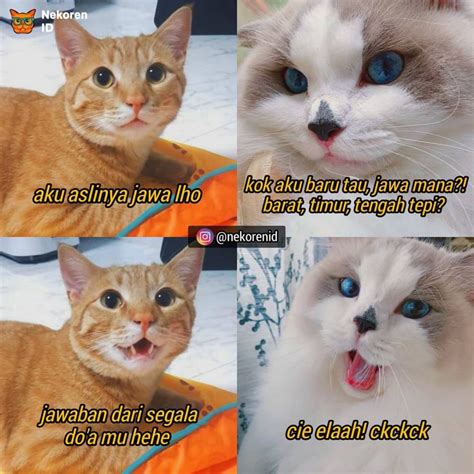 inilah kucing meme lengkap tomang