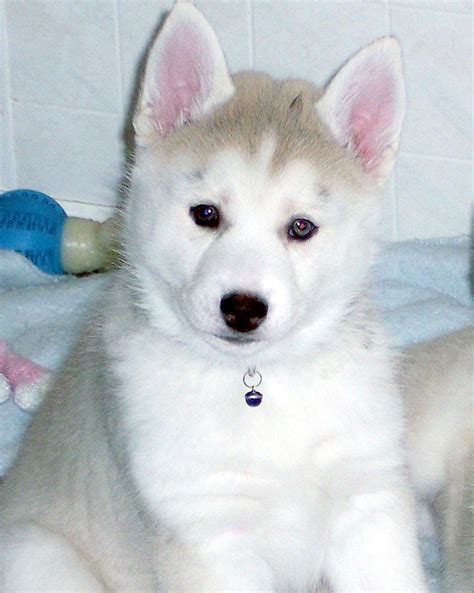 Miniature Siberian Huskies