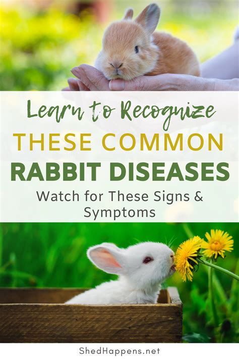 Learn To Recognize These Common Rabbit Diseases