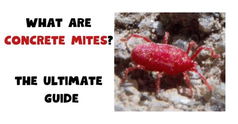 Dust Mites VS Bed Bugs: A Complete Guide with Photos