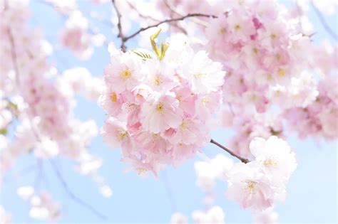 5K, tree, beauty in nature, day, beauty, springtime, vulnerability