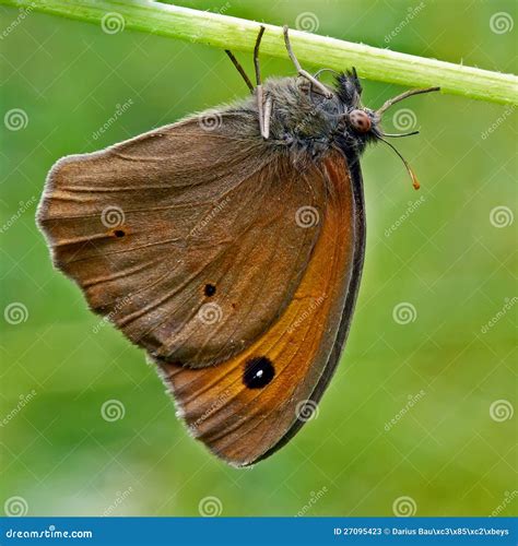 Brown moth stock image. Image of jurtina, garden, fauna - 27095423