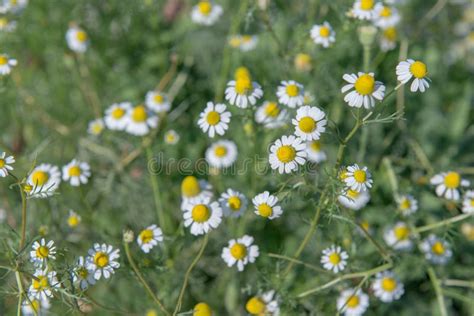 Weinig Witte Bloem Met Geel Stuifmeel In Tuin Stock Afbeelding Image