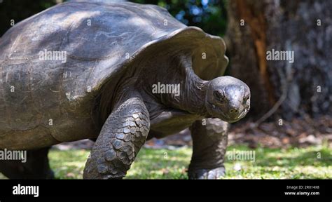 Seychelles Giant Tortoise Stock Photo Alamy