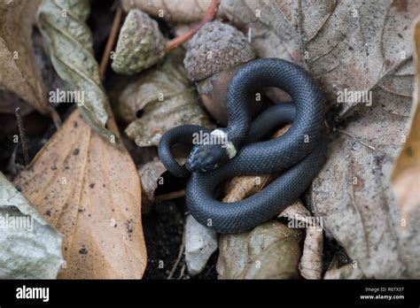 Jeune Couleuvre à Collier Natrix Natrix Avec De La Litière De