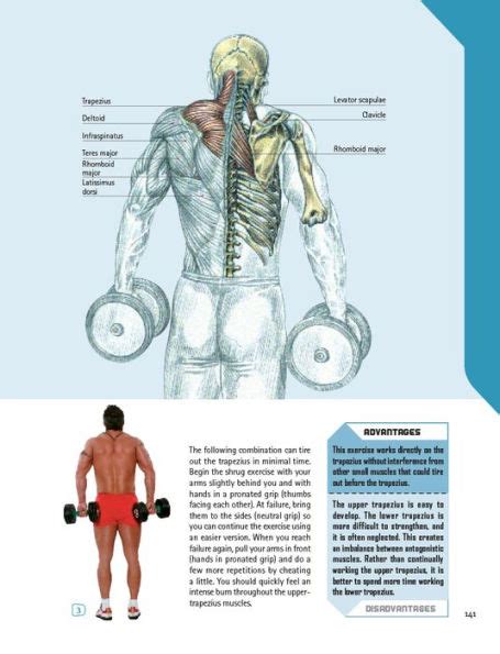 strength training anatomy workout starting strength