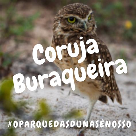 Coruja Buraqueira É Perigosa - Coruja Buraqueira – Unidunas
