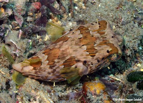 Diodon Holocanthus Lembeh Strait Sulawesi Indonesia