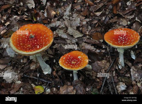 Fly agaric toadstools Stock Photo - Alamy