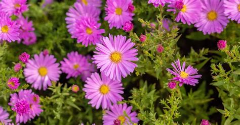 Aster Dumosus Gruppe Jenny