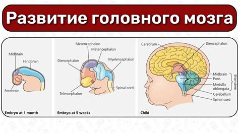 Развитие мозга: от чего зависить и как ускорить