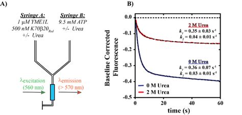 A Schematic Representation Of Stopped Flow Yme L Catalyzed Protein