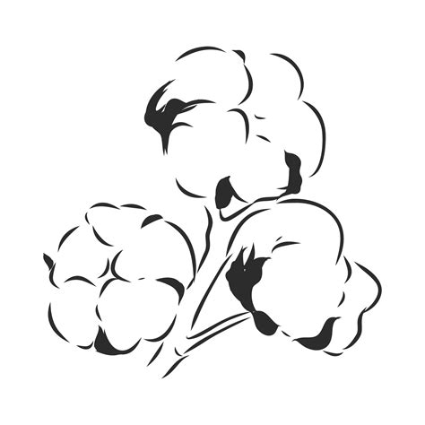 cotton vector sketch  vector art  vecteezy