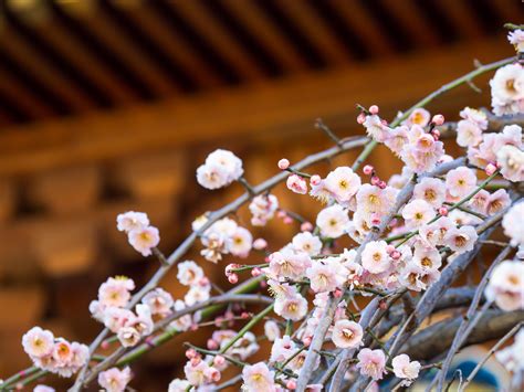 japan plum tree 8