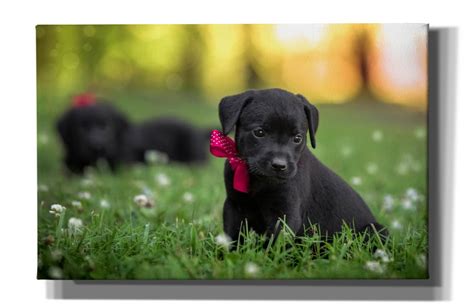 Epic Graffiti Black Lab Pup By Jonathan Ross Canvas Wall Art