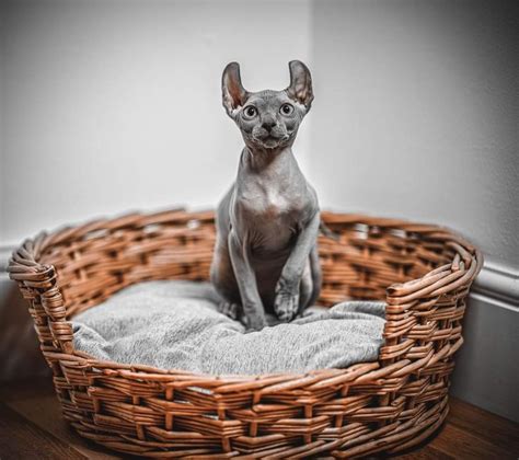 Blue Elf Kitten Clean Naked Kittens