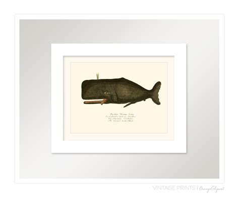 Vintage Sperm Whale Print X P Etsy