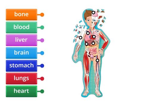 Internal organs - Labelled diagram