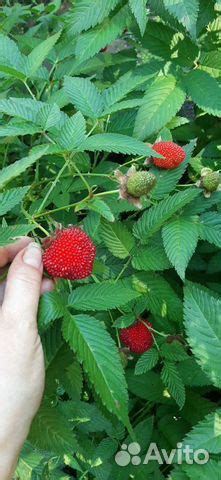 Тибетская малина, сильные саженцы купить в Орле | Товары для дома и ...