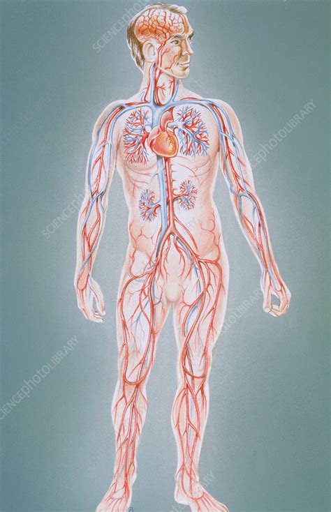 blood circulation  human body