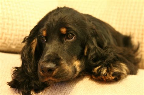 Хороший мальчонка | Пикабу