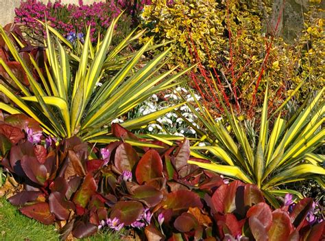 Юкка колор гуард (75 фото) » НА ДАЧЕ ФОТО