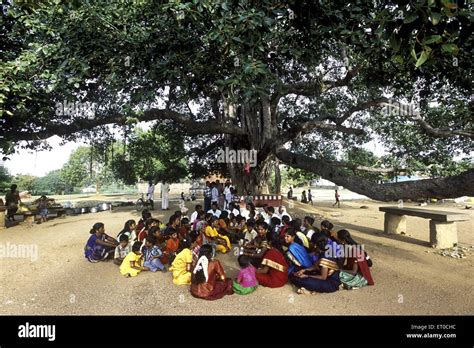 People Sitting Under Banyan Tree Banian Tree Ber Tree Ficus