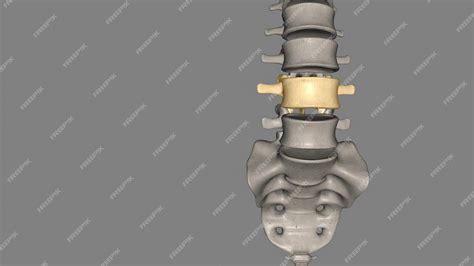 Premium Photo The L4 And L5 Are The Lowest Vertebrae Or Spinal Bones