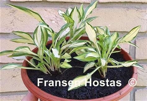 Hosta Teeny Weeny Bikini Fransen Hostas