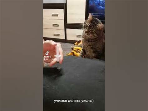 УКОЛЫ ДЛЯ КОТА УЧИМСЯ ДЕЛАТЬ ПРАВИЛЬНО - YouTube