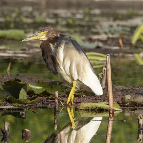 Chinese Pond Heron Bto British Trust For Ornithology