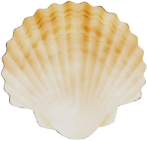 Scallop Shell Png Vector Psd And Clipart With Transparent Background