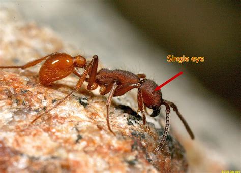 Army Ants Vs Fire Ants