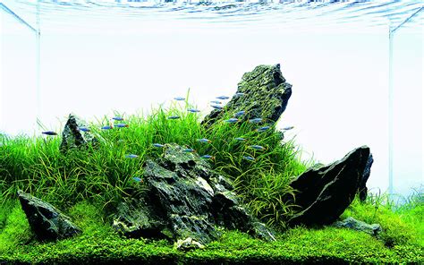 Acquario Iwagumi Aquascape In Casa Acquario In Casa