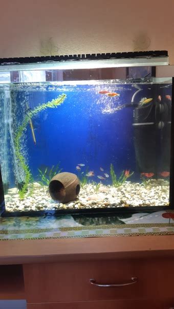 продам аквариум 50 литров размеры 50х25х40 с рыбками грунтом ...