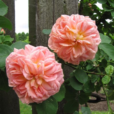 Роза плетистая Алхимист