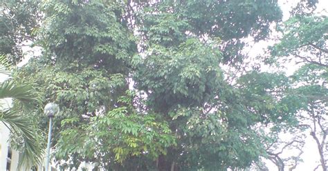 Terajubintang7 Pokok Getah Pertama Di Malaysia