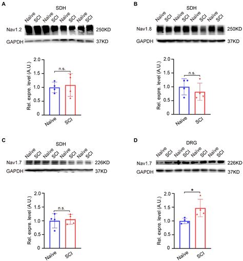 Ectopic Expression Of Nav1 7 In Spinal Dorsal Horn Neurons Induced By