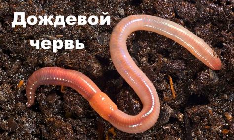 Дождевые черви: описание, виды, разведение