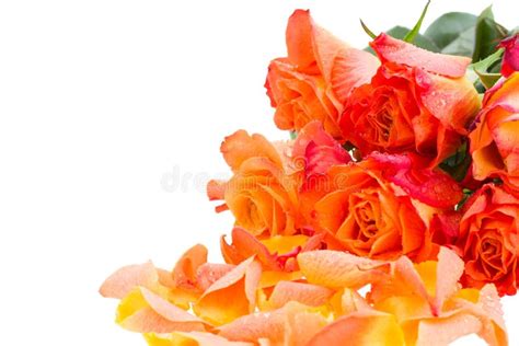 Orange Roses With Petals Stock Image Image Of Drops 30467415