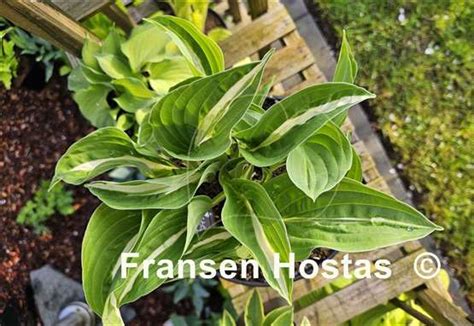 Hosta White Bikini Fransen Hostas