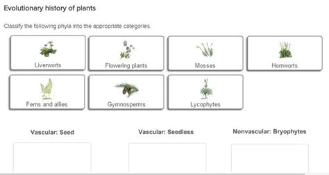 Solved Classify The Following Phyla Into The Appropriate