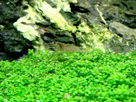 Профил на Хемиантус Куба (Hemianthus callitrichoides) - AQUAPORTAL.BG