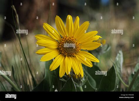 Balsam Arrowroot Hi Res Stock Photography And Images Alamy