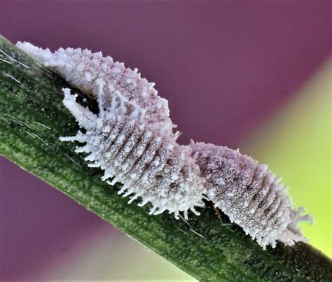 Cochinilla En Las Plantas Da Os Especies Y Control Efectivo