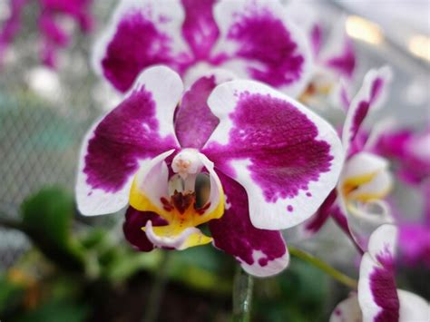 Premium Photo Phalaenopsis Amabilis Commonly Known As The Moon Orchid