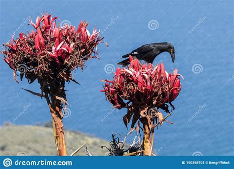 Pied Currawong stock image. Image of currawong, nature - 190398701